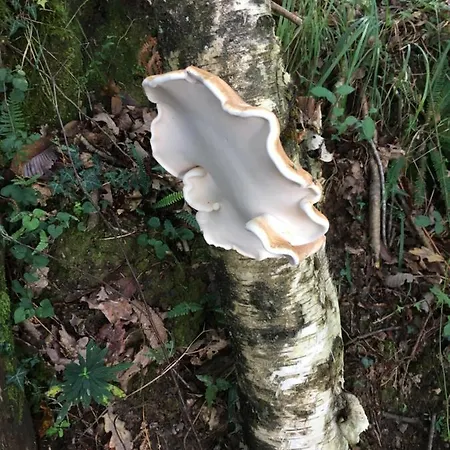 San Pumes Tatil Evi *